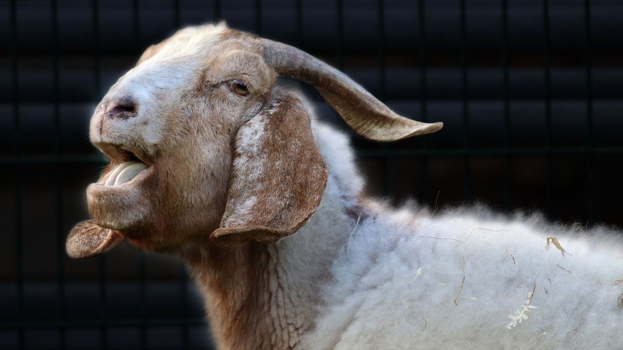 Beetal Goat: तोते जैसे मुंह वाली बीटल बकरी पालिए, रोज 3 किलो दूध और बच्चों से होगी डबल कमाई
