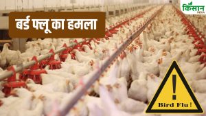 Bird Flu Attack: बर्ड फ्लू से 10 हजार मुर्गियों की मौत.. कई राज्यों में अलर्ट, पोल्ट्री कारोबार ठप Bird Flu Attack: बर्ड फ्लू से 10 हजार मुर्गियों की मौत.. कई राज्यों में अलर्ट, पोल्ट्री कारोबार ठप