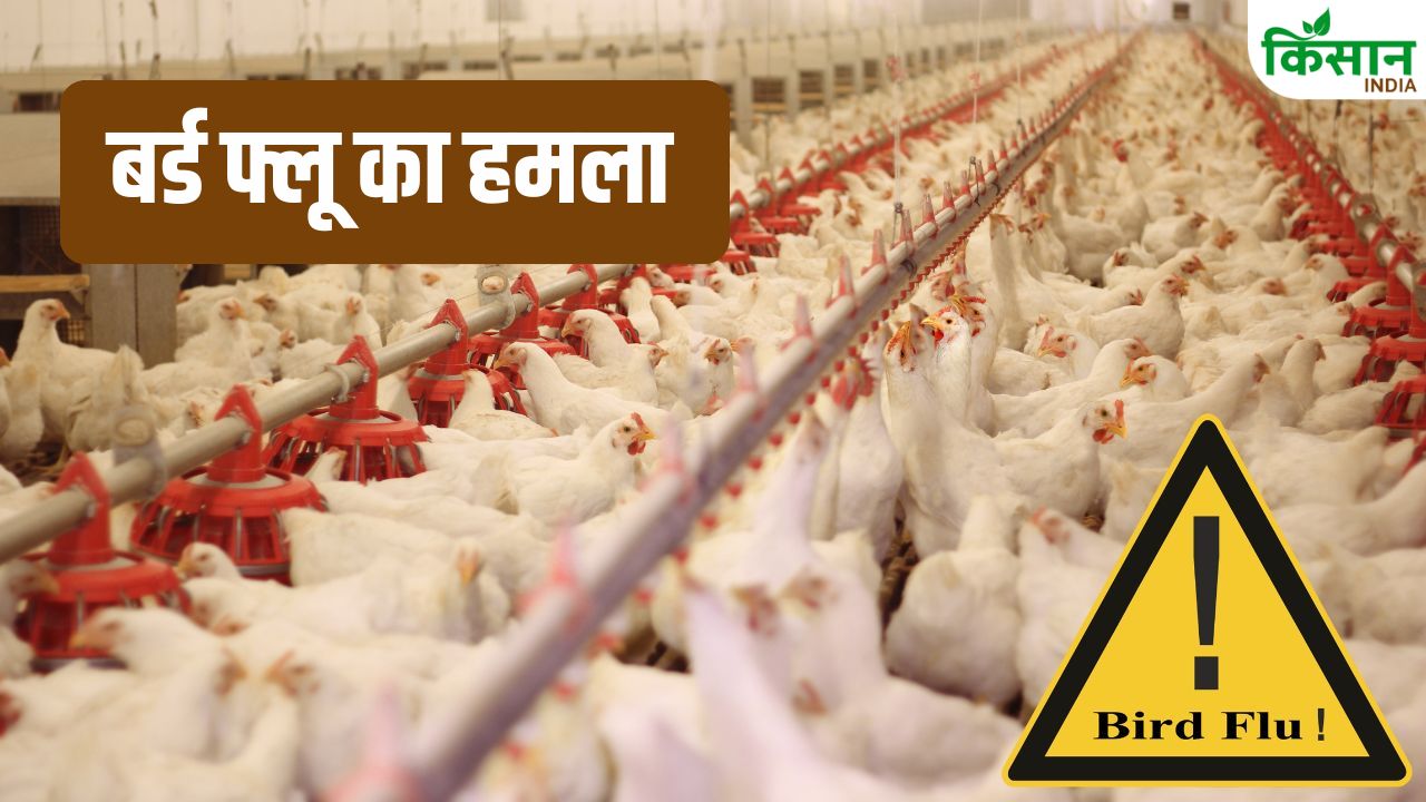 Bird Flu Attack: बर्ड फ्लू से 10 हजार मुर्गियों की मौत.. कई राज्यों में अलर्ट, पोल्ट्री कारोबार ठप