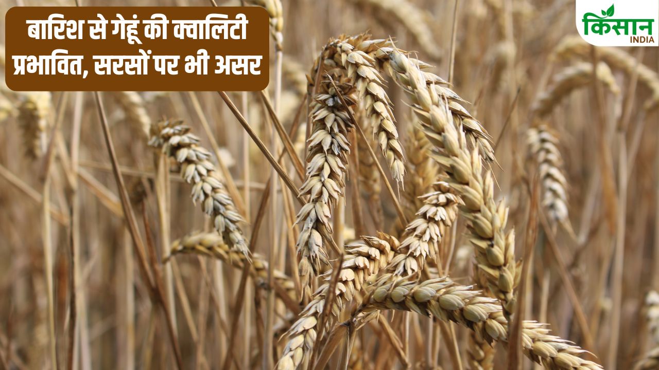 बेमौसम बारिश से 40 फीसदी फसल चौपट, कृषि विभाग ने बीमा कंपनियों से मांगी विस्तृत रिपोर्ट