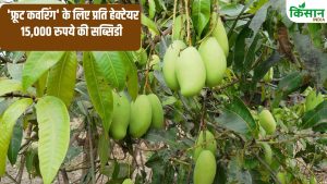 करना चाहते हैं ज्यादा कमाई तो करें ‘फ्रूट कवरिंग’.. सरकार दे रही है 50 फीसदी सब्सिडी, जानें इसके फायदे