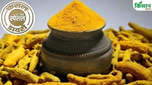 सांगली की हल्दी जो बढ़ाए हर खाने का स्वाद, मई में शुरू करें बुवाई.. जानें खेती का वैज्ञानिक तरीका सांगली की हल्दी जो बढ़ाए हर खाने का स्वाद, मई में शुरू करें बुवाई.. जानें खेती का वैज्ञानिक तरीका