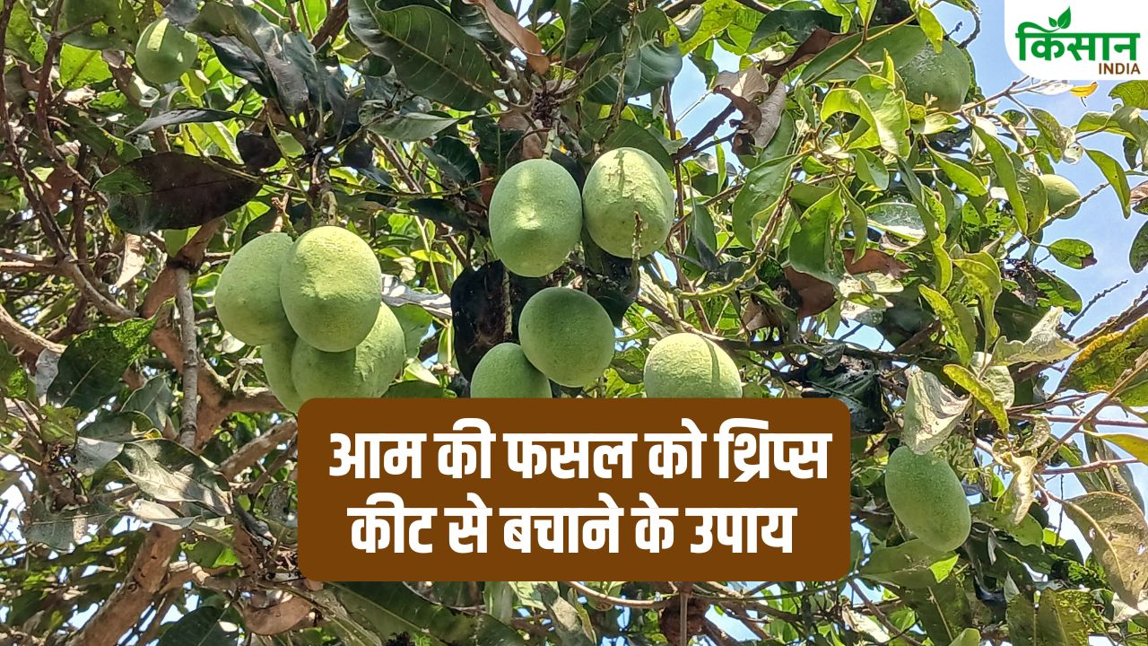 आम के टिकोले हो रहे गायब? पत्तियों का मुड़ना दे रहा बड़े खतरे का अलर्ट… तुरंत अपनाएं एक्सपर्ट के उपाय
