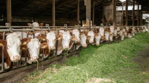 Artificial Insemination: क्यों जरूरी है गायों में कृत्रिम गर्भाधान? जानिए हीट के लक्षण और सही समय Artificial Insemination: क्यों जरूरी है गायों में कृत्रिम गर्भाधान? जानिए हीट के लक्षण और सही समय