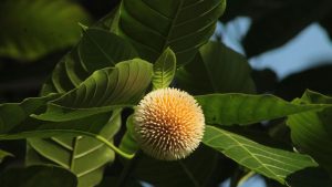 Kadamba Tree: सौंदर्य और सेहत का खजाना है कदंब का पेड़, पर्यावरण बचाने में भी निभाता है बड़ी भूमिका