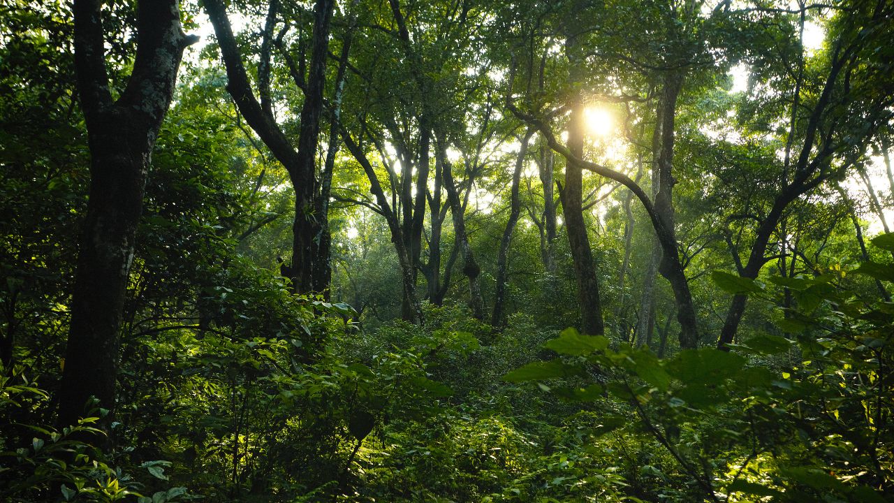 International Day of Forests: वन और भोजन का गहरा रिश्ता, इंटरनेशनल डे ऑफ फॉरेस्ट्स पर समझिए जंगलों की असली अहमियत