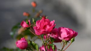 गर्मियों में भी खिलेंगे गुलाब, आसान गार्डनिंग टिप्स से मुरझाने से बचाएं और बगीचे को बनाएं खूबसूरत गर्मियों में भी खिलेंगे गुलाब, आसान गार्डनिंग टिप्स से मुरझाने से बचाएं और बगीचे को बनाएं खूबसूरत