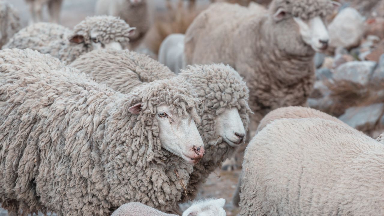 Sheep Farming: कम खर्च में ज्यादा फायदा दे रही मुजफ्फरनगरी भेड़, ग्रामीणों के लिए बन रही मजबूत आय का जरिया