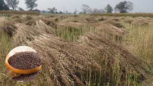 अब सरसों बेचने पर घाटा नहीं…सरकार देगी MSP और बाजार भाव का अंतर, किसानों को सीधा फायदा अब सरसों बेचने पर घाटा नहीं…सरकार देगी MSP और बाजार भाव का अंतर, किसानों को सीधा फायदा