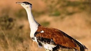 World Wildlife Day: गुजरात के कच्छ में 10 साल बाद लौटा गोडावन, दुर्लभ पक्षी के जन्म से बढ़ीं नई उम्मीदें World Wildlife Day: गुजरात के कच्छ में 10 साल बाद लौटा गोडावन, दुर्लभ पक्षी के जन्म से बढ़ीं नई उम्मीदें