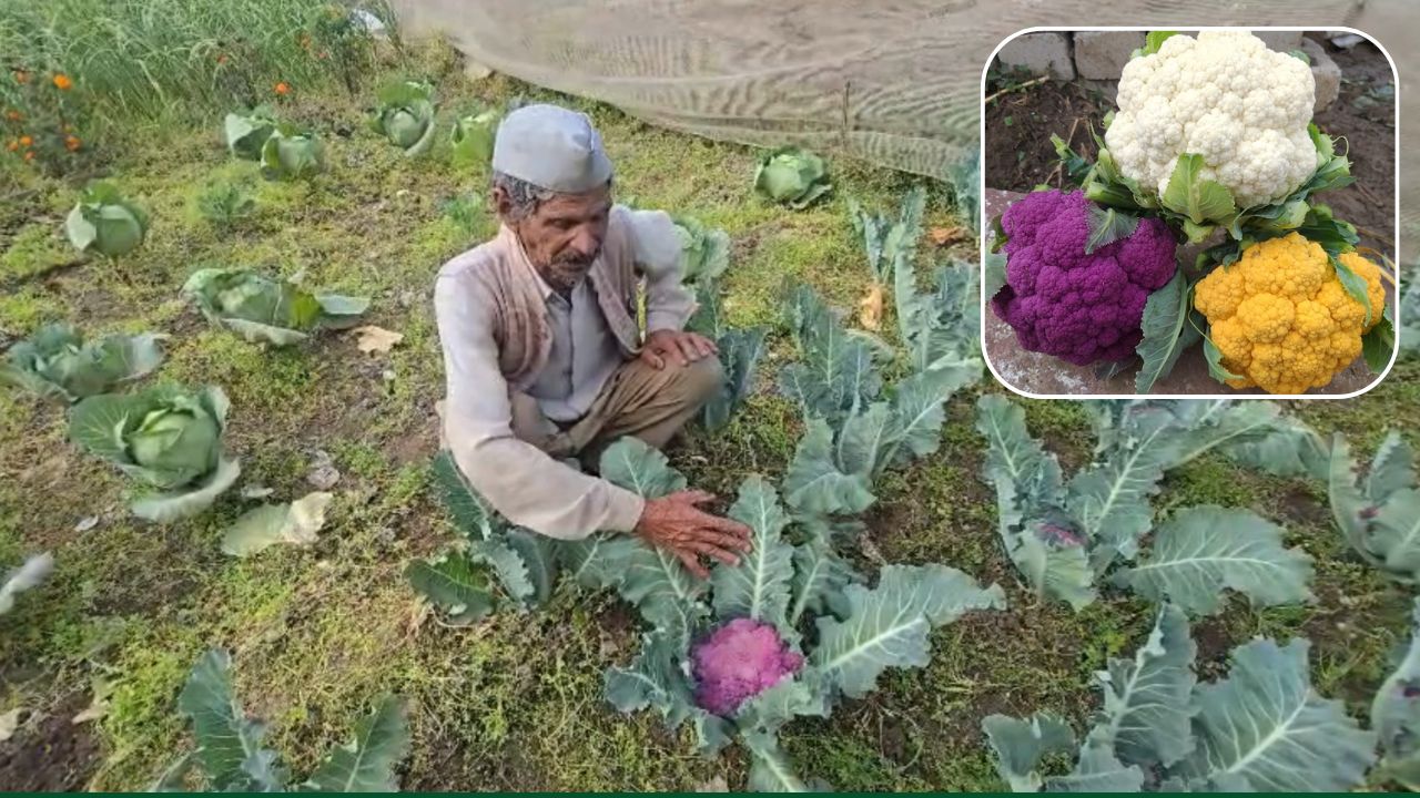 रंगबिरंगी गोभी उगाकर लखपति बने प्रकाश सिंह.. सीजन में कमाए 4 लाख रुपये, खेती सीखने पहुंच रहे दूसरे किसान