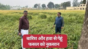 बारिश से खेतों में गिरी फसल, गेहूं उपज 20 फीसदी चौपट होने का खतरा.. कृषि वैज्ञानिकों ने जताई चिंता बारिश से खेतों में गिरी फसल, गेहूं उपज 20 फीसदी चौपट होने का खतरा.. कृषि वैज्ञानिकों ने जताई चिंता