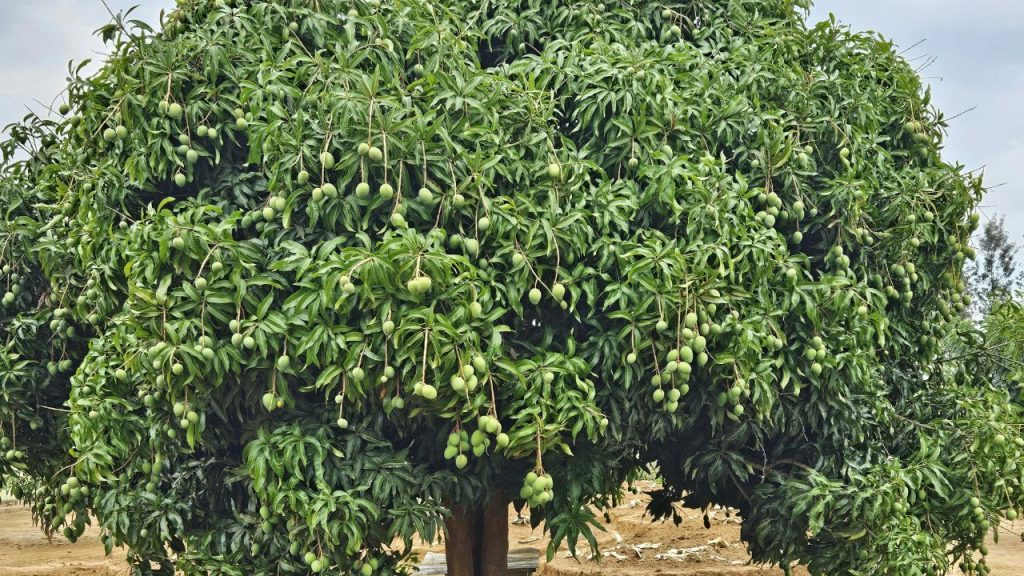मार्च का महीना आम की फसल के लिए बहुत अहम होता है, क्योंकि इस समय पेड़ों पर बौर आता है और छोटे-छोटे फल बनने लगते हैं. अगर इस समय सही देखभाल और पोषण नहीं दिया जाए, तो फूल झड़ सकते हैं और उत्पादन पर सीधा असर पड़ता है. मार्च का महीना आम की फसल के लिए बहुत अहम होता है, क्योंकि इस समय पेड़ों पर बौर आता है और छोटे-छोटे फल बनने लगते हैं. अगर इस समय सही देखभाल और पोषण नहीं दिया जाए, तो फूल झड़ सकते हैं और उत्पादन पर सीधा असर पड़ता है.