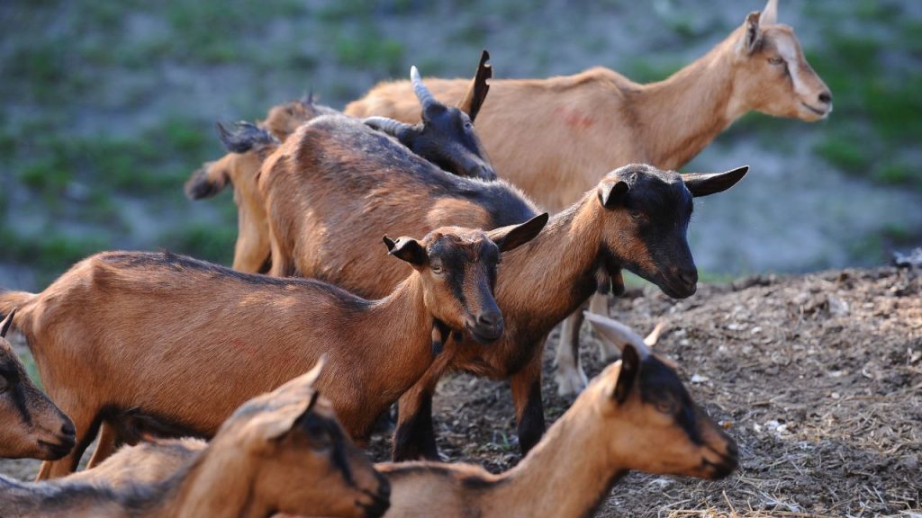 बकरी पालन ग्रामीण क्षेत्रों में कम निवेश में शुरू होने वाला एक बेहतरीन व्यवसाय है. इसमें ज्यादा जमीन या बड़े इंफ्रास्ट्रक्चर की जरूरत नहीं होती, इसलिए छोटे और सीमांत किसान भी इसे आसानी से शुरू कर सकते हैं और नियमित आय का स्रोत बना सकते हैं. बकरी पालन ग्रामीण क्षेत्रों में कम निवेश में शुरू होने वाला एक बेहतरीन व्यवसाय है. इसमें ज्यादा जमीन या बड़े इंफ्रास्ट्रक्चर की जरूरत नहीं होती, इसलिए छोटे और सीमांत किसान भी इसे आसानी से शुरू कर सकते हैं और नियमित आय का स्रोत बना सकते हैं.