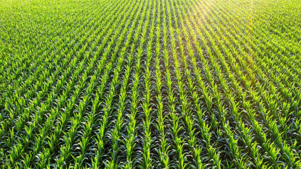 यह मिट्टी में जैविक पदार्थ (organic matter) की मात्रा बढ़ाता है, जिससे मिट्टी जीवंत और उपजाऊ बनी रहती है. लंबे समय में यह खेती को टिकाऊ (sustainable) बनाता है. यह मिट्टी में जैविक पदार्थ (organic matter) की मात्रा बढ़ाता है, जिससे मिट्टी जीवंत और उपजाऊ बनी रहती है. लंबे समय में यह खेती को टिकाऊ (sustainable) बनाता है.