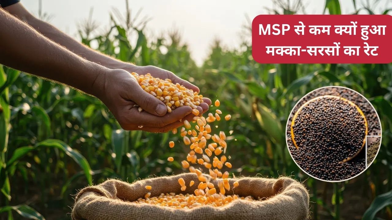 इन राज्यों में MSP से कम मक्का और सरसों का रेट, 150 रुपये क्विंटल हुआ प्याज.. किसानों को नुकसान