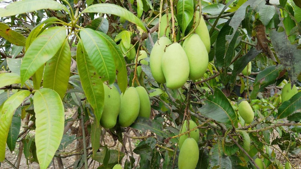बौर आने के समय ज्यादा पानी देना नुकसानदायक हो सकता है, इसलिए हल्की सिंचाई ही करें. जब छोटे फल दिखने लगें, तभी नियमित पानी दें. साथ ही पेड़ों के नीचे सूखी घास या पत्तियां बिछाकर मल्चिंग करने से मिट्टी में नमी बनी रहती है और खरपतवार भी कम होते हैं. बौर आने के समय ज्यादा पानी देना नुकसानदायक हो सकता है, इसलिए हल्की सिंचाई ही करें. जब छोटे फल दिखने लगें, तभी नियमित पानी दें. साथ ही पेड़ों के नीचे सूखी घास या पत्तियां बिछाकर मल्चिंग करने से मिट्टी में नमी बनी रहती है और खरपतवार भी कम होते हैं.