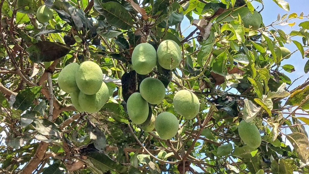 इस समय एनपीके 13:00:45 या पोटैशियम नाइट्रेट का छिड़काव करना काफी फायदेमंद होता है. इसे पानी में घोलकर पेड़ों पर स्प्रे करने से फल मजबूत बनते हैं और बीच में गिरने की समस्या कम होती है. इससे आम का आकार और गुणवत्ता दोनों बेहतर हो जाते हैं. इस समय एनपीके 13:00:45 या पोटैशियम नाइट्रेट का छिड़काव करना काफी फायदेमंद होता है. इसे पानी में घोलकर पेड़ों पर स्प्रे करने से फल मजबूत बनते हैं और बीच में गिरने की समस्या कम होती है. इससे आम का आकार और गुणवत्ता दोनों बेहतर हो जाते हैं.