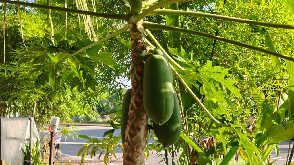 उन्नत किस्में: रेड लेडी जैसी उन्नत किस्म जल्दी फल देती है, पौधों की वृद्धि मजबूत होती है और बाजार में इसकी मांग हमेशा बनी रहती है, जिससे किसान अधिक लाभ कमा सकते हैं.