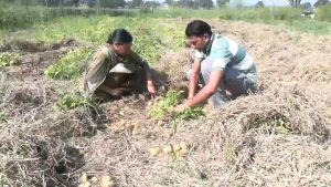 बिना जुताई और निराई-गुड़ाई के पराली में आलू की खेती सफल, उम्मीद से बेहतर मिला उत्पादन बिना जुताई और निराई-गुड़ाई के पराली में आलू की खेती सफल, उम्मीद से बेहतर मिला उत्पादन