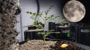 Space Farming: चांद पर खेती की तैयारी! वैज्ञानिकों ने चंद्रमा जैसी मिट्टी में उगाए चने Space Farming: चांद पर खेती की तैयारी! वैज्ञानिकों ने चंद्रमा जैसी मिट्टी में उगाए चने