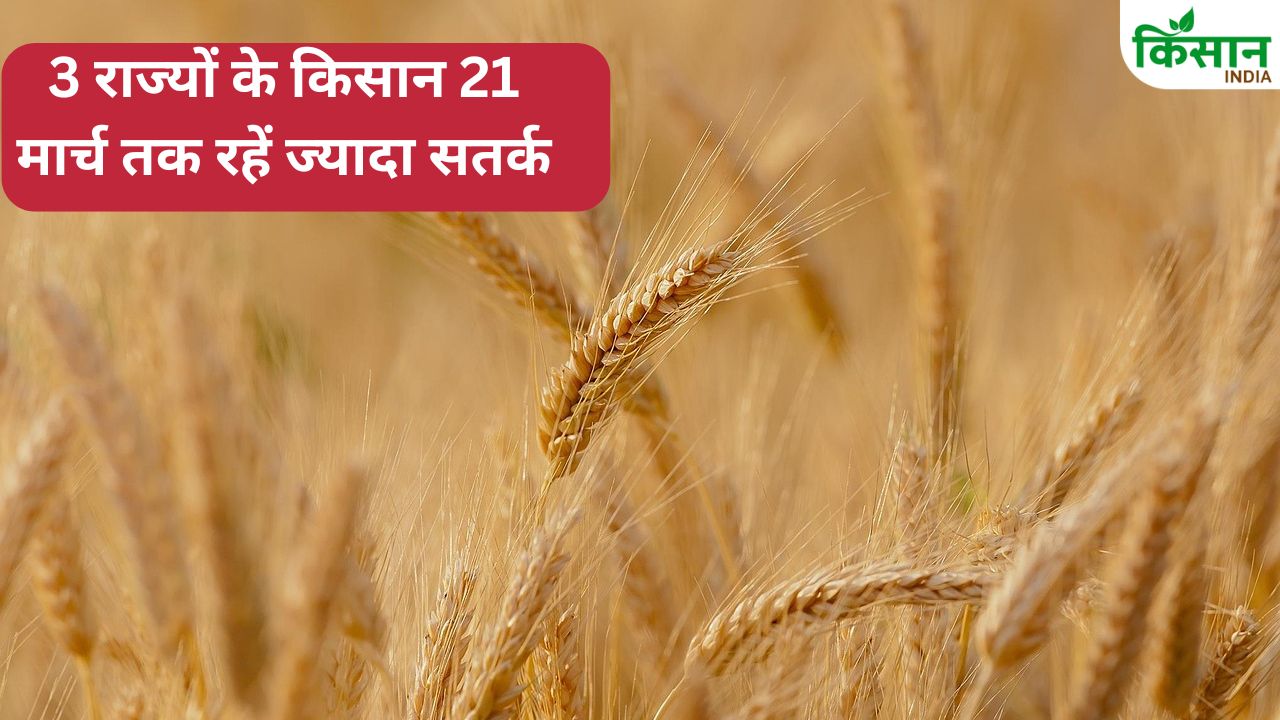 पंजाब-हरियाणा में बारिश की संभावना, मौसम विशेषज्ञ ने किसानों को दी सलाह.. जानें क्या करें और क्या नहीं करें?