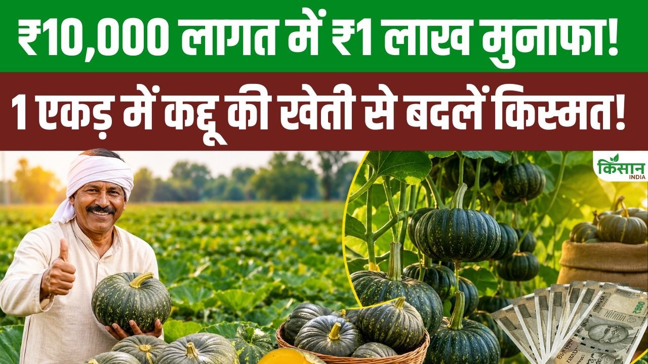 10,000 रुपये निवेश में 1 लाख रुपये मुनाफा! 1 एकड़ में कद्दू की खेती से किसान बना सकते हैं मोटी कमाई