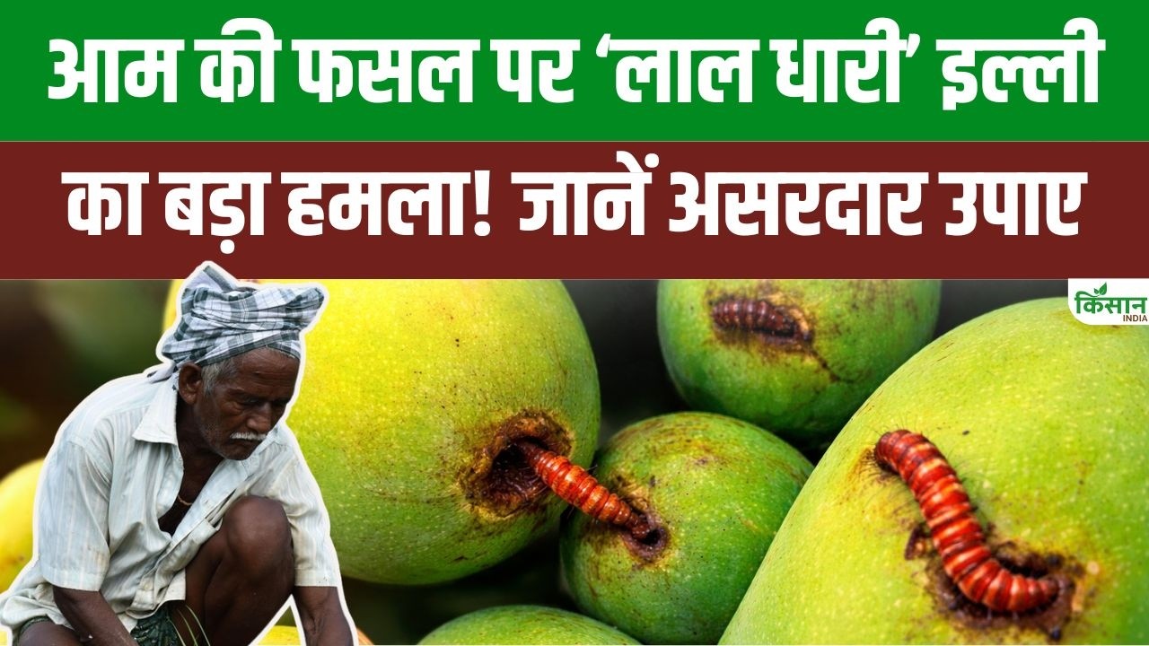आम किसानों के लिए अलर्ट! Red Banded Caterpillar का हमला फसल को 90 फीसदी तक कर सकता है खत्म