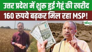 यूपी में गेहूं खरीद शुरू… सरकार 50 लाख टन खरीदेगी, MSP में 160 रुपये बढ़ोतरी से किसानों को बड़ी राहत