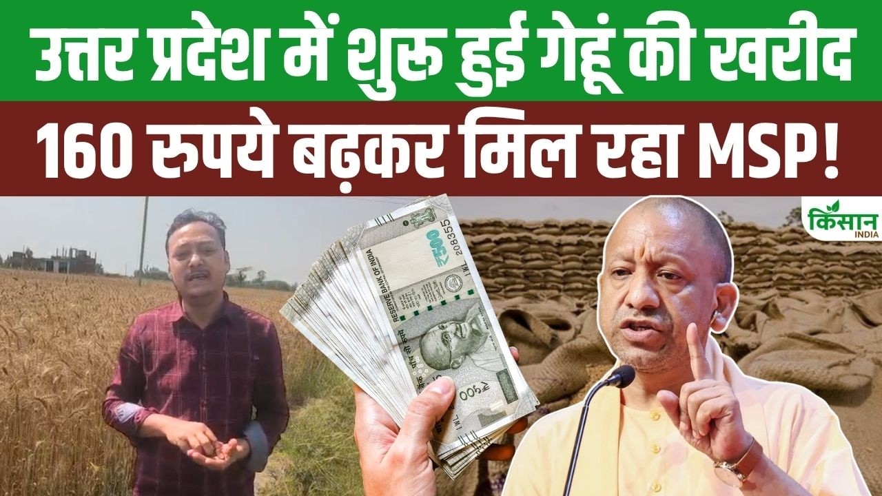यूपी में गेहूं खरीद शुरू… सरकार 50 लाख टन खरीदेगी, MSP में 160 रुपये बढ़ोतरी से किसानों को बड़ी राहत