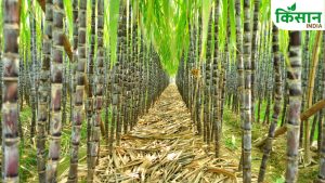 Sugarcane Farming: वाइड रो स्पेसिंग तकनीक से गन्ना किसान बनेंगे मालामाल, बढ़ेगा उत्पादन और मुनाफा Sugarcane Farming: वाइड रो स्पेसिंग तकनीक से गन्ना किसान बनेंगे मालामाल, बढ़ेगा उत्पादन और मुनाफा