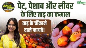 Palm Tree के फायदे चौंकाने वाले, ताड़ी और ताड़गोला से सुधरे पाचन, लिवर मजबूत और डायबिटीज में नियंत्रण Palm Tree के फायदे चौंकाने वाले, ताड़ी और ताड़गोला से सुधरे पाचन, लिवर मजबूत और डायबिटीज में नियंत्रण
