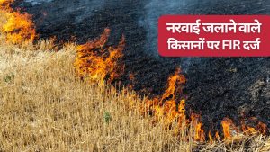 गेहूं की पराली जलाने पर रोक लगी, उल्लंघन करने वाले 29 किसानों पर कार्रवाई.. FIR के साथ 42 हजार जुर्माना गेहूं की पराली जलाने पर रोक लगी, उल्लंघन करने वाले 29 किसानों पर कार्रवाई.. FIR के साथ 42 हजार जुर्माना