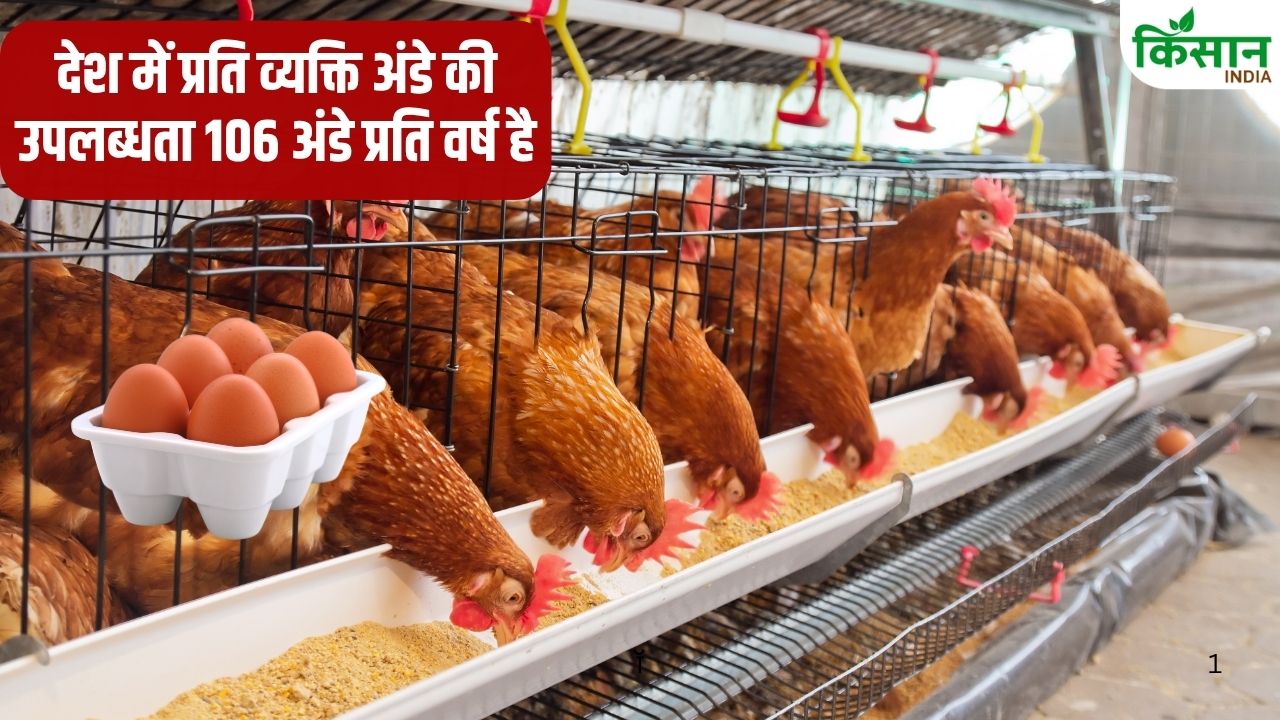 गर्मियों में अंडा सस्ता पर चिकन क्यों हो जाता है महंगा? क्या है इसके पीछे का राज.. जानें एक्सपर्ट की राय