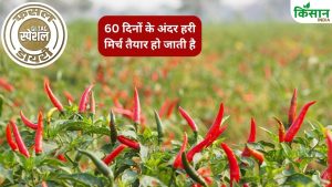 अपनी रंगत के लिए मशहूर है यह मिर्च.. लिपस्टिक और नेल पेंट बनाने में होता है इस्तेमाल, कब करें खेती अपनी रंगत के लिए मशहूर है यह मिर्च.. लिपस्टिक और नेल पेंट बनाने में होता है इस्तेमाल, कब करें खेती