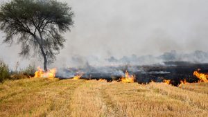 पंजाब में पराली जलाने वालों पर सख्त एक्शन, एक ही दिन में 95 FIR दर्ज.. जानें आगे की तैयारी पंजाब में पराली जलाने वालों पर सख्त एक्शन, एक ही दिन में 95 FIR दर्ज.. जानें आगे की तैयारी