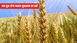 बेमौसम बारिश से गेहूं की फसल चौपट, कृषि विभाग ने जारी की एडवाइजरी.. किसान जल्द करें ये काम बेमौसम बारिश से गेहूं की फसल चौपट, कृषि विभाग ने जारी की एडवाइजरी.. किसान जल्द करें ये काम