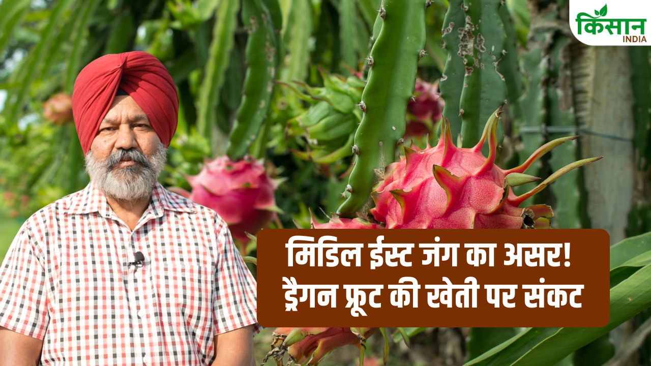 मिडिल ईस्ट जंग का असर! ड्रैगन फ्रूट और एक्सोटिक खेती पर मंडराया संकट, किसानों को भारी नुकसान का डर