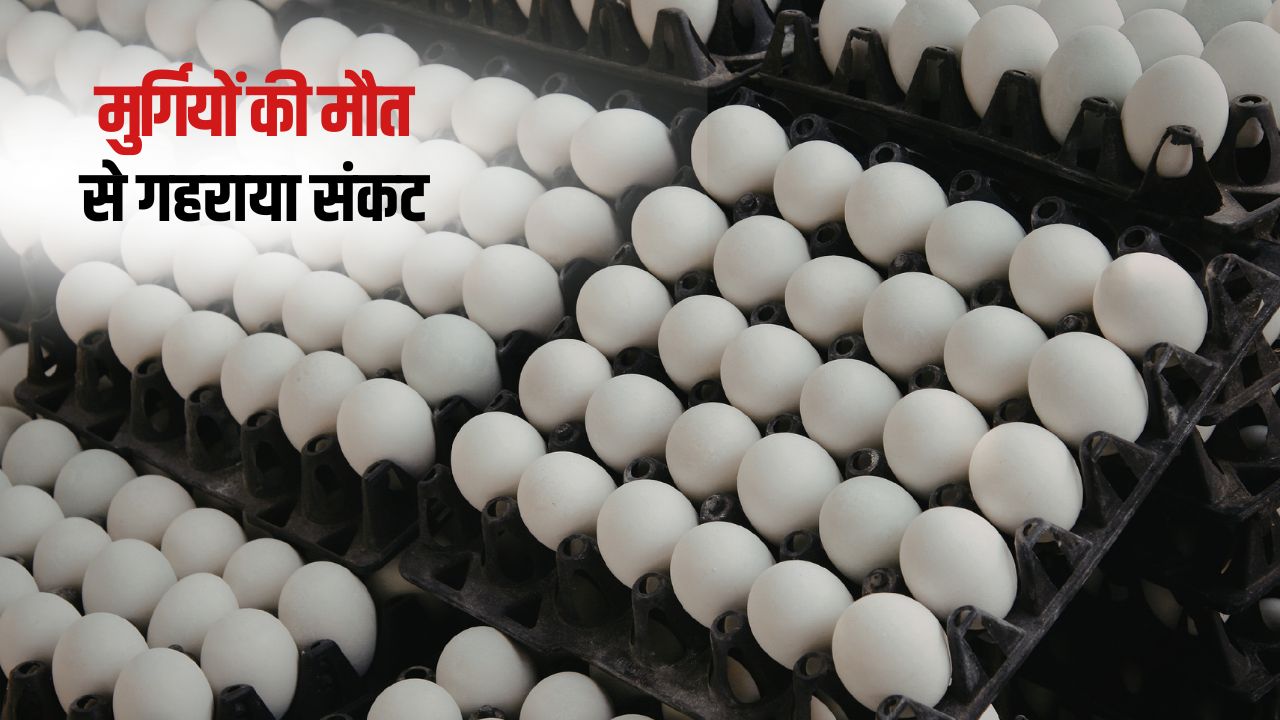 अंडा ने बिगाड़ा किचन का बजट, कीमत में 3 रुपये की बढ़ोतरी.. जानें ताजा रेट
