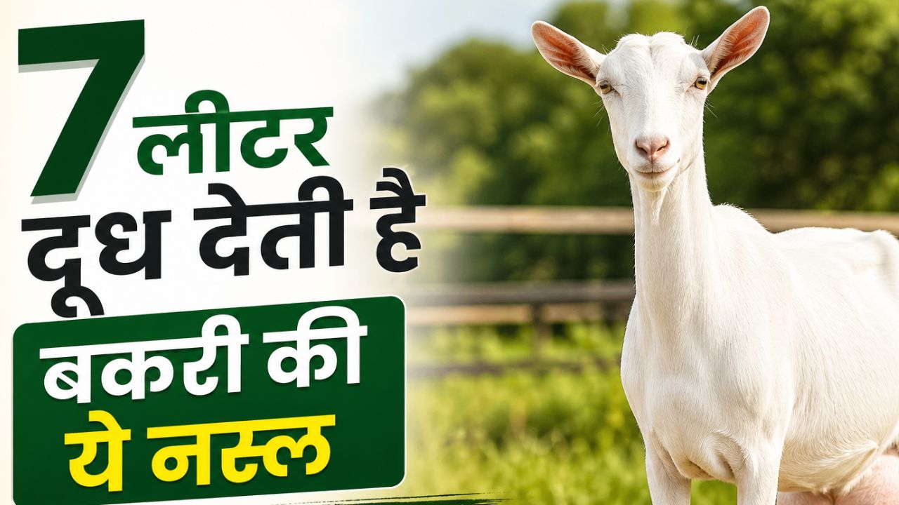 रोज 7 लीटर दूध देने वाली ये ‘मिल्क क्वीन’ बकरी बना रही लखपति! आज ही शुरू करें ये धांसू बिजनेस