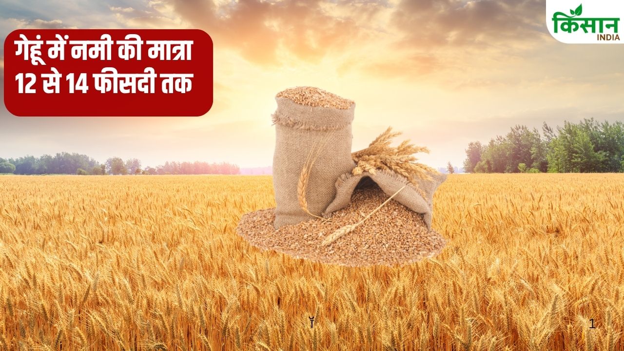 गेहूं खरीदी शुरू पर मंडियों में नहीं हो रही उपज की आवक, किसानों के लिए एडवाइजरी जारी.. न करें ये काम