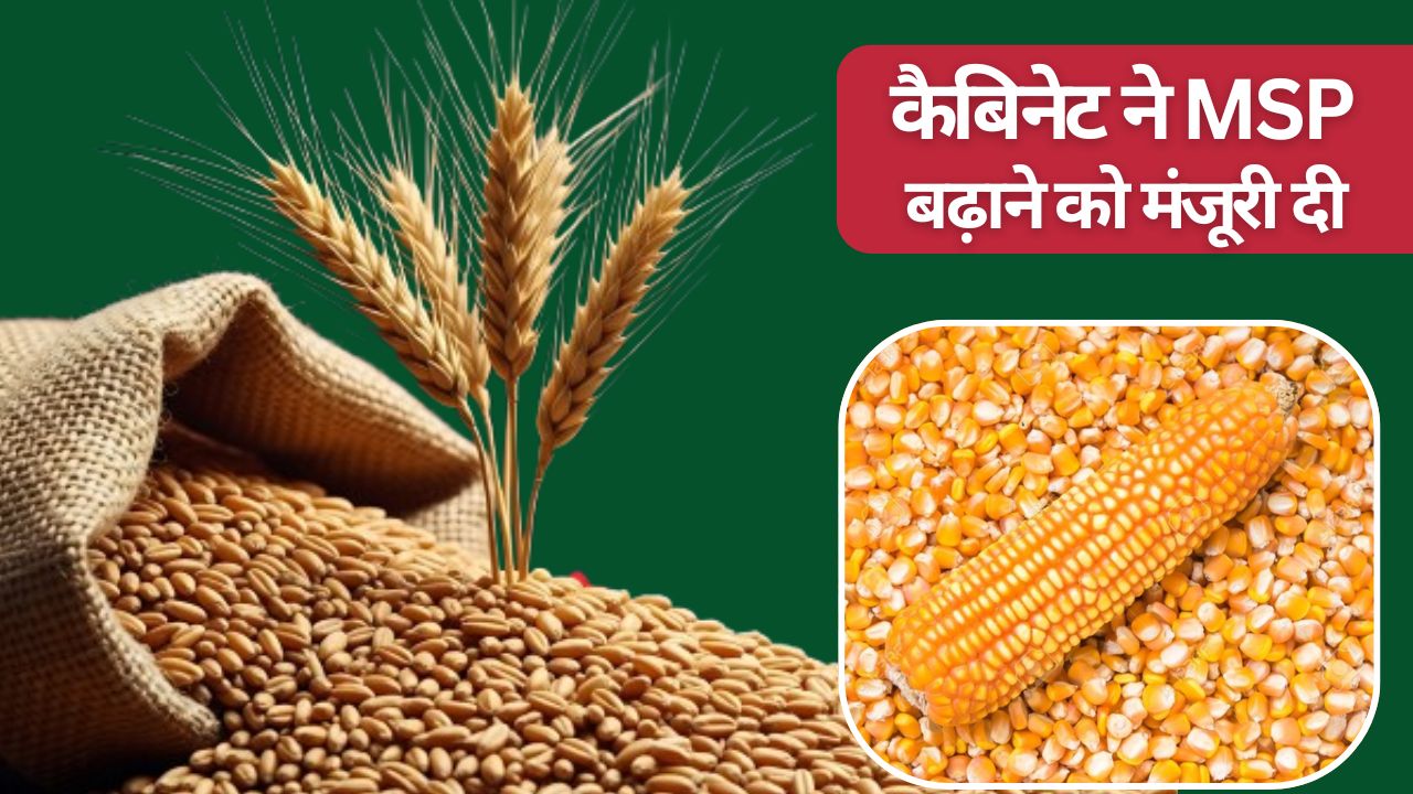 कैबिनेट फैसला: गेहूं-मक्का समेत कई फसलों का MSP बढ़ा, गेहूं किसानों को 8 हजार रुपये मिलेगा भाव
