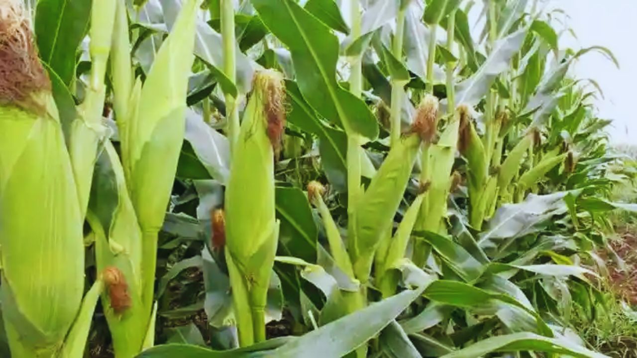 किसानों के लिए अलर्ट! मक्का फसल में सूट फ्लाई कीट का कहर, बचाव के लिए तुरंत करें ये 5 उपाय