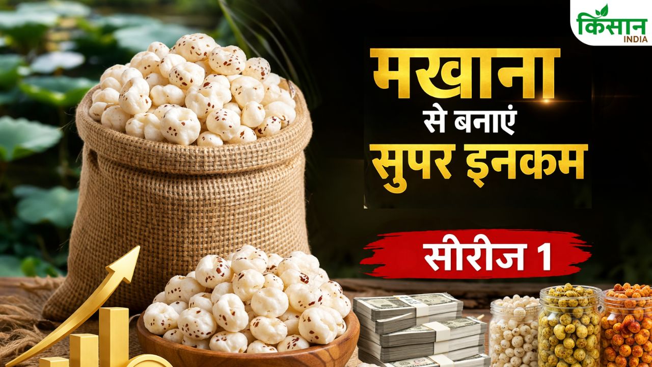 मखाना बनाएगा करोड़पति, बिहार सरकार दे रही 3.5 करोड़ तक की सब्सिडी, जानें कैसे उठाएं योजना का फायदा