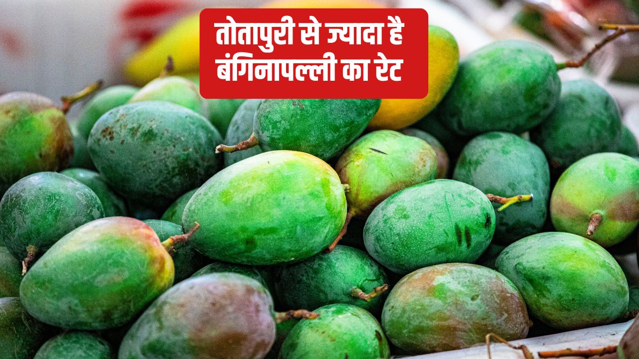 आम के रेट में अचानक उछाल, 6000 रुपये क्विंटल हुआ भाव.. कीमतों में और बढ़ोतरी की है उम्मीद