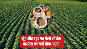 ट्रायल में कृषि वैज्ञानिकों को मिली बड़ी सफलता, 90 दिनों में तैयार हो जाएगी अरहर की फसल.. पैदावार भी अधिक ट्रायल में कृषि वैज्ञानिकों को मिली बड़ी सफलता, 90 दिनों में तैयार हो जाएगी अरहर की फसल.. पैदावार भी अधिक