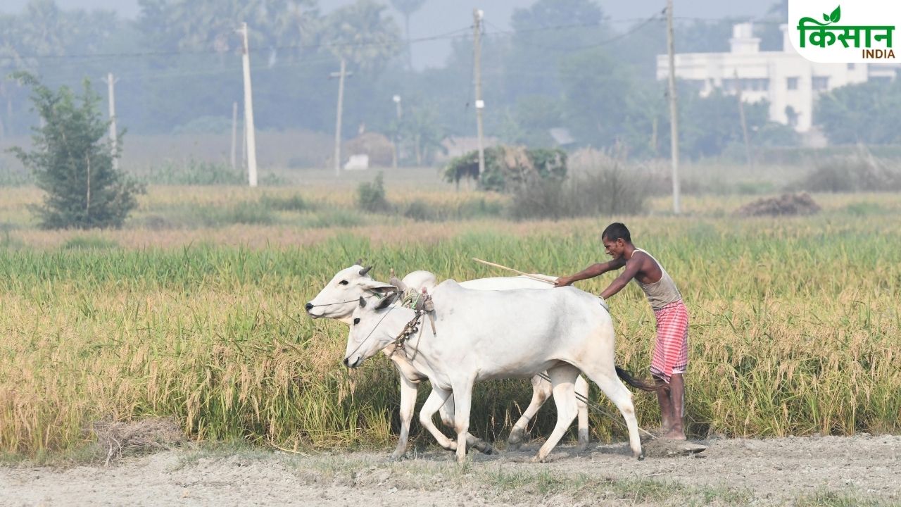 पीएम किसान को लेकर बड़ा अपडेट, 23वीं किस्त से पहले पूरा कर लें ये जरूरी काम.. वरना नहीं मिलेगा लाभ