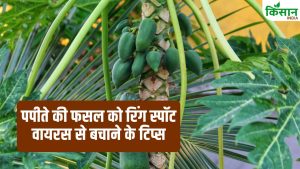 पपीता की खेती में ये गलती पड़ सकती है भारी! एक्सपर्ट से जानें रोपण का सही समय पर और रोग प्रबंधन के टिप्स पपीता की खेती में ये गलती पड़ सकती है भारी! एक्सपर्ट से जानें रोपण का सही समय पर और रोग प्रबंधन के टिप्स