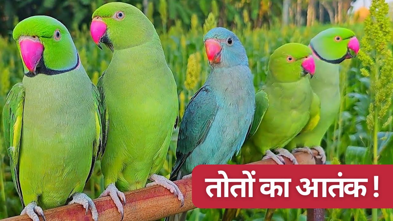 तोते ने उजाड़ दी किसान की फसल, 10 साल की लड़ाई के बाद आया कोर्ट का आदेश, जानें पूरा मामला