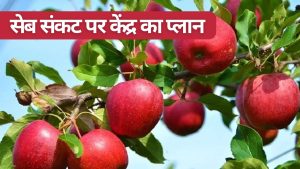 कश्मीरी सेब उत्पादन संकट पर केंद्र की बड़ी तैयारी, क्लीन प्लांट से लेकर रोगमुक्त पौध का प्लान तैयार कश्मीरी सेब उत्पादन संकट पर केंद्र की बड़ी तैयारी, क्लीन प्लांट से लेकर रोगमुक्त पौध का प्लान तैयार